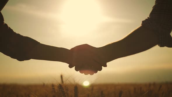 Farmers Handshake Over the Wheat Crop in Harvest Time. Partnership Concept