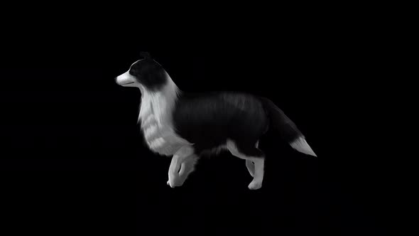 Sheep Dog Walk View From Side alt