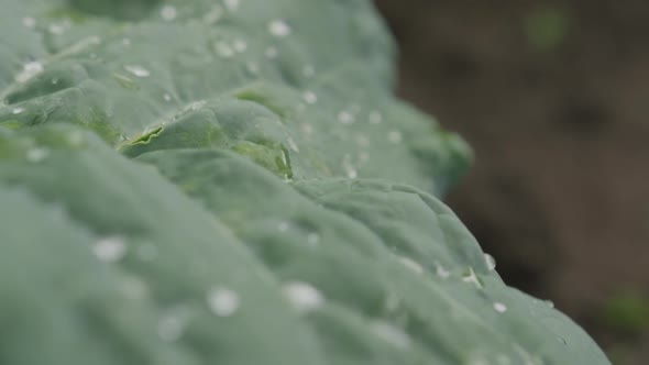 Leaf with dew on organic farm