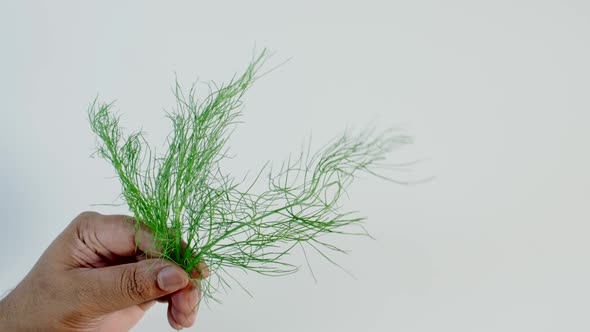 Fresh Fennel Herb In Hand