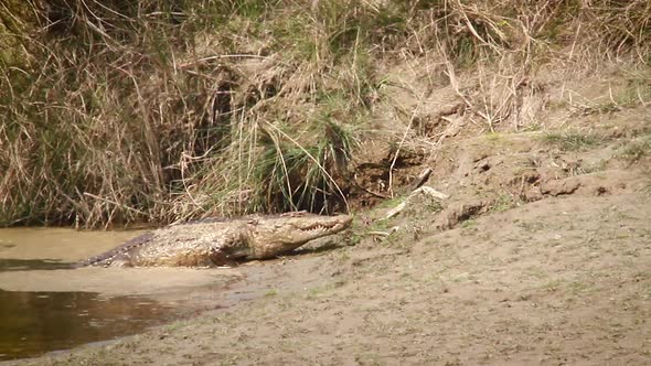 Mugger Crocodile in Bardia national park, Nepal