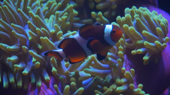 close up of a percula clownfish swimming near its host anenome