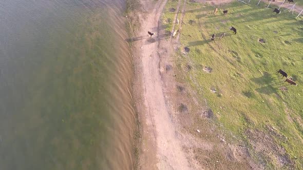 Cattle Herd and Lake Shore