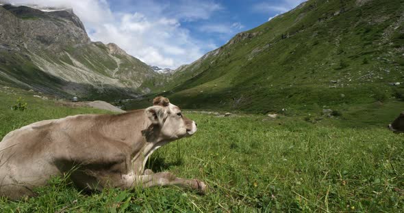 Cattle in the french Alps, Savoie, France