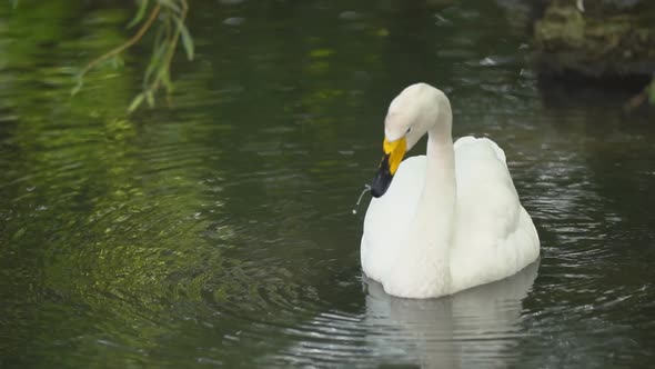 Swan Swims in the Lawn