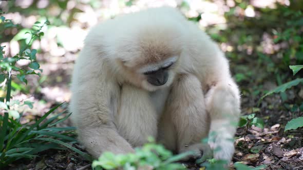 Gibbon in forest_Gibbon eating_ White Gibbon Primate