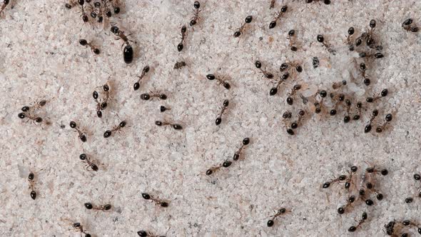 Monomorium Floricola Ants, a Large Colony