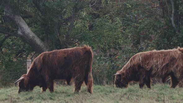 Herd Of Highland Cattle (Bos taurus Taurus) Grazing Grass On The Green Pasture