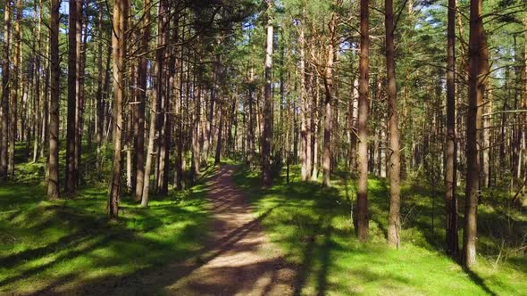 Wild pine forest with green moss under the trees, slow aerial shot moving low between trees on a sun