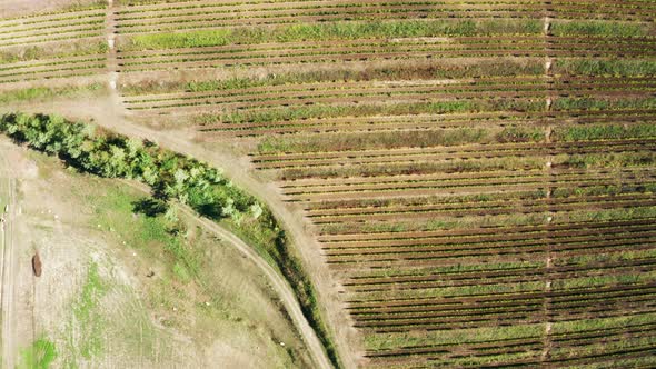 Aerial Footage: Top Down View of Beautiful Vineyard