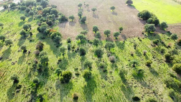 Summer Forest Aerial Landscape Beautiful Large Olive Tree and Green Grass in the Field