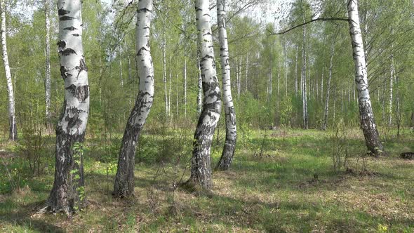 Summer Birch Forest in Russia