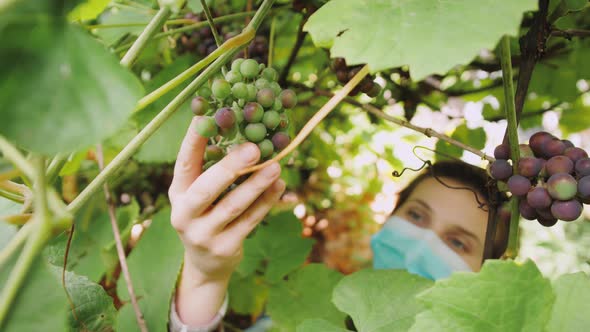 Woman Farmer Wearing Medical Mask During Coronavirus and Checking the Grapes for Ripeness and