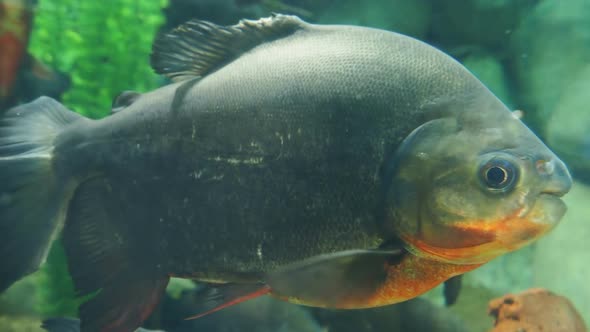 Tambaqui, or Colossoma Macropomum, or Black Pacu, Black-finned Pacu, Giant Pacu, Cachama, Gamitana