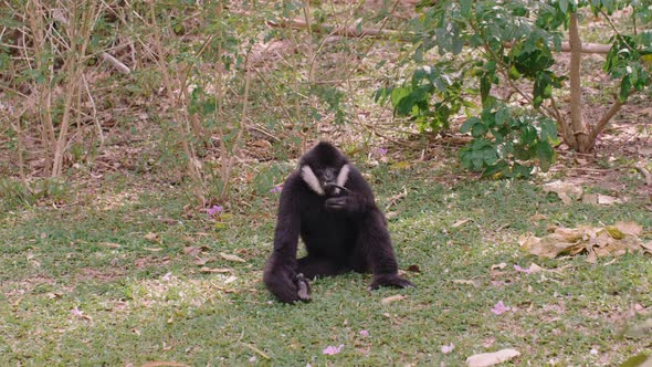 White Cheeked Gibbon or Northern Whitecheeked Gibbon Sit Thoughtfully