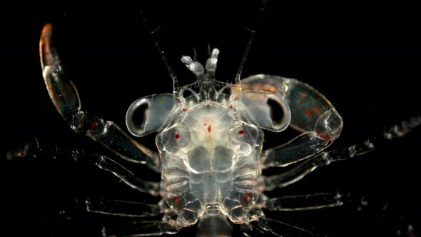 The Crab Larva Under the Microscope, at the Megalope Stage