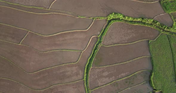 Overhead drone shot of flooded rice paddy fields during sunny day and giant mountains in background