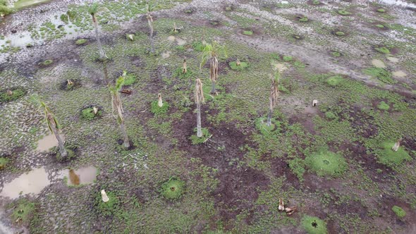 Dead palm tree in wetland.