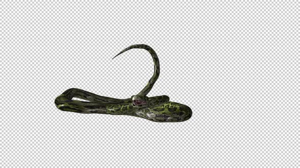 Snake on Ground - Green Serpent - Transparent Loop alt