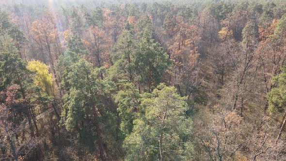 Forest with Trees in an Autumn Day