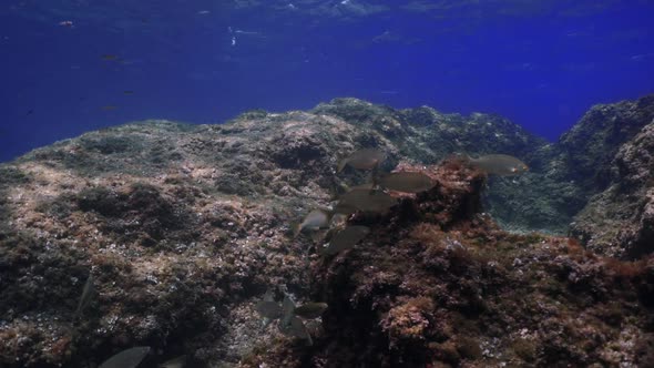 Group of fish moving on rocks of the mediterranean sea under beautiful light. Shot in slow motion.