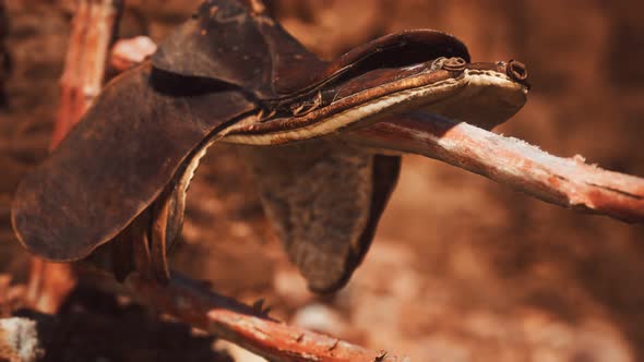 Saddle and Red Rocks in Monument Valley