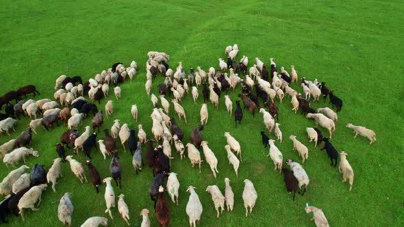 Sheep Herd 1