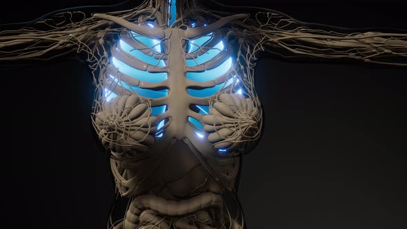 Human Lungs Radiology Exam alt