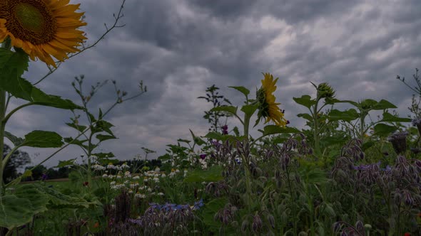 Moving clouds over a sunflower field at the very early morning. A timelapse up to the sky sliding do