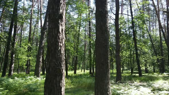 Trees in the Forest By Summer Day