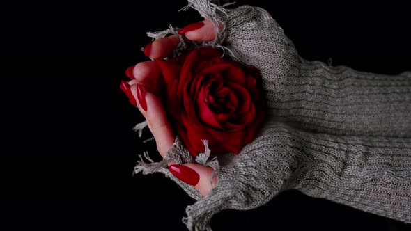Women's Hands Holding Red Rose on Black Background with Dissipating Steam
