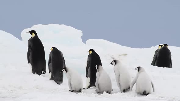 Emperor Penguins with Chicks Close Up in Antarctica