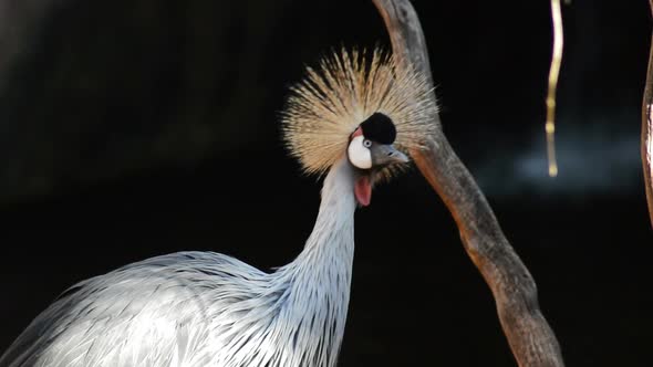 Grey Crowned Crane