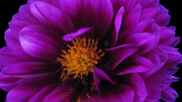 Time-lapse of dying purple dahlia with ALPHA channel