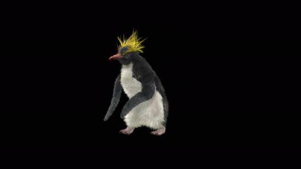 82 Penguin Dancing 4K