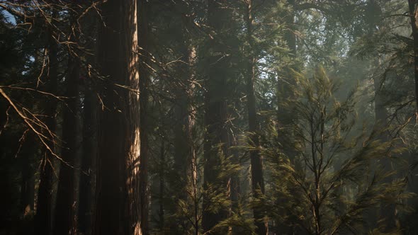 Sequoia National Park Under the Fog Mist Clouds