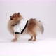 Sportage dressed dog - VideoHive Item for Sale