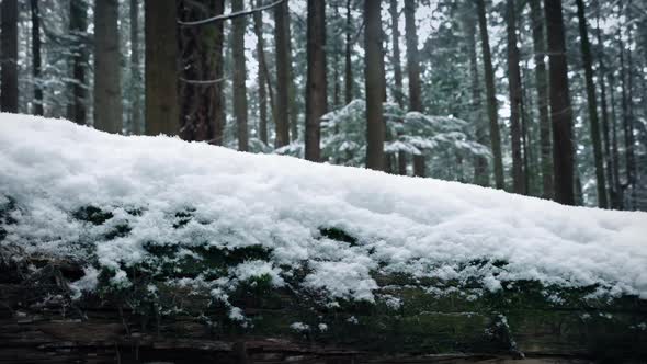 Passing Snow Covered Log In Forest