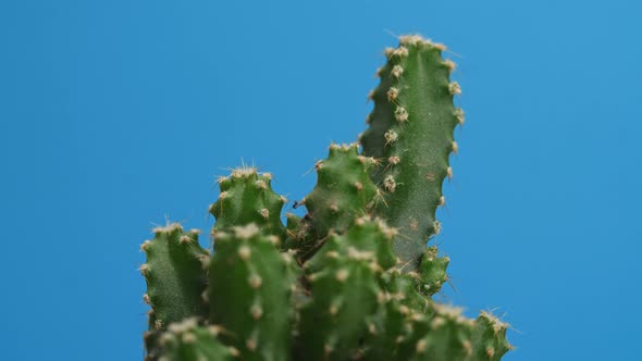 Close Up Of Fairy Castle Cactus Plant Revolving Around Itself On The Blue Screen Background