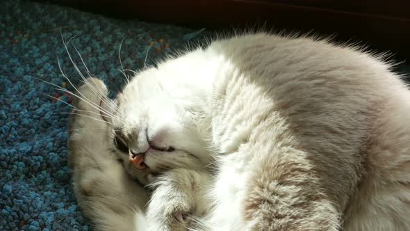 White Persian cat with blue eyes napping and looking up, close up on snout, slow motion.