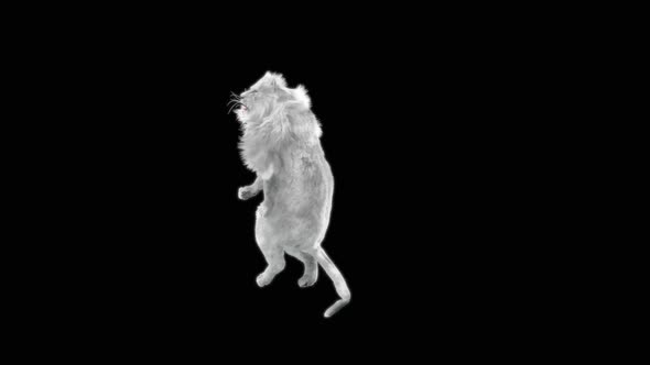 67 White Lion Dancing HD