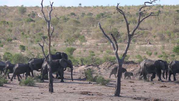 Pan from a herd of African Bush elephants walking towards a waterhole