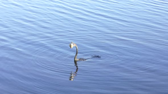  Anhinga Downing a Fish