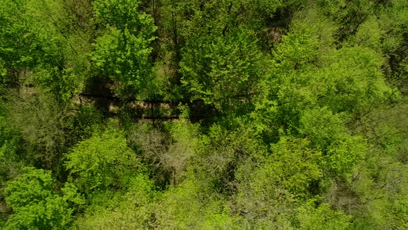 Aerial View Of Trees