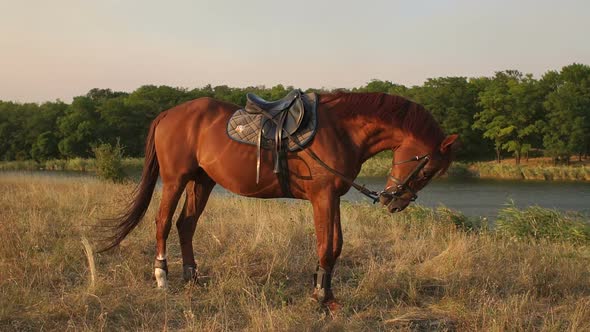 Brown Horse on a Background of Pond and Trees