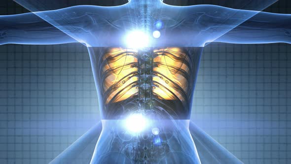 Human Body with Visible Lungs alt