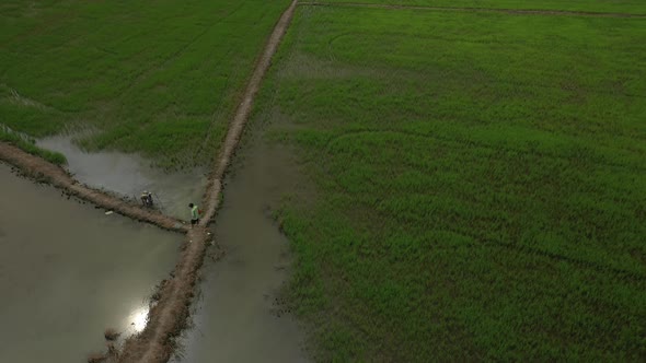 orbit drone shot of rice fields with farmers and development on the outskirts of Ho Chi Minh City, V