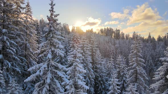 Aerial winter landscape with pine trees of snow covered forest in cold mountains at sunrise. alt