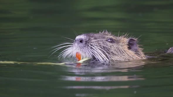 Close up of a coypu eating green leaves with its big orange teeth while floating on a pond. Slow mot