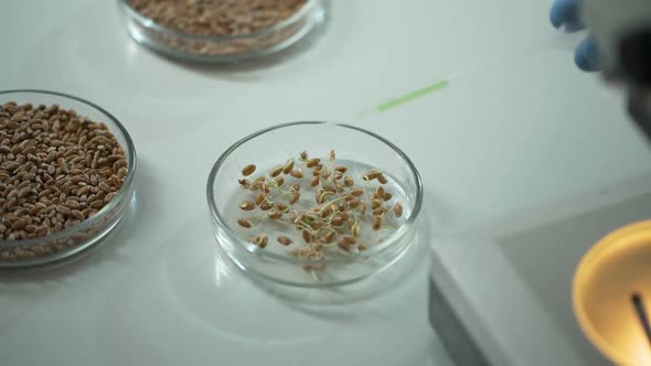 Lab Assistant Adding Pesticides to Sprouted Grains to Accelerate Development